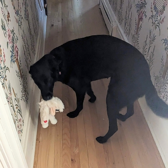 Other - 🌈🌹Stay safe out there 😍🐾